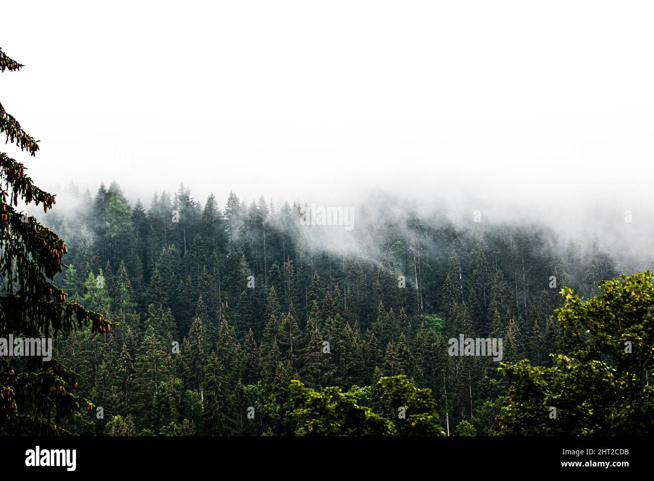 Fir trees in a forest on a foggy day Stock Photo - Alamy