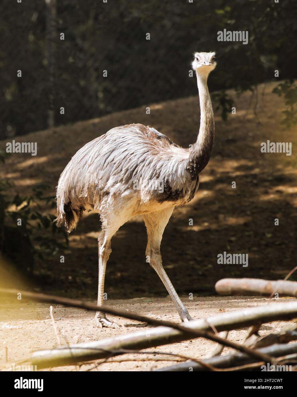Beaver Rhea Common rhea hi-res stock photography and images - Alamy