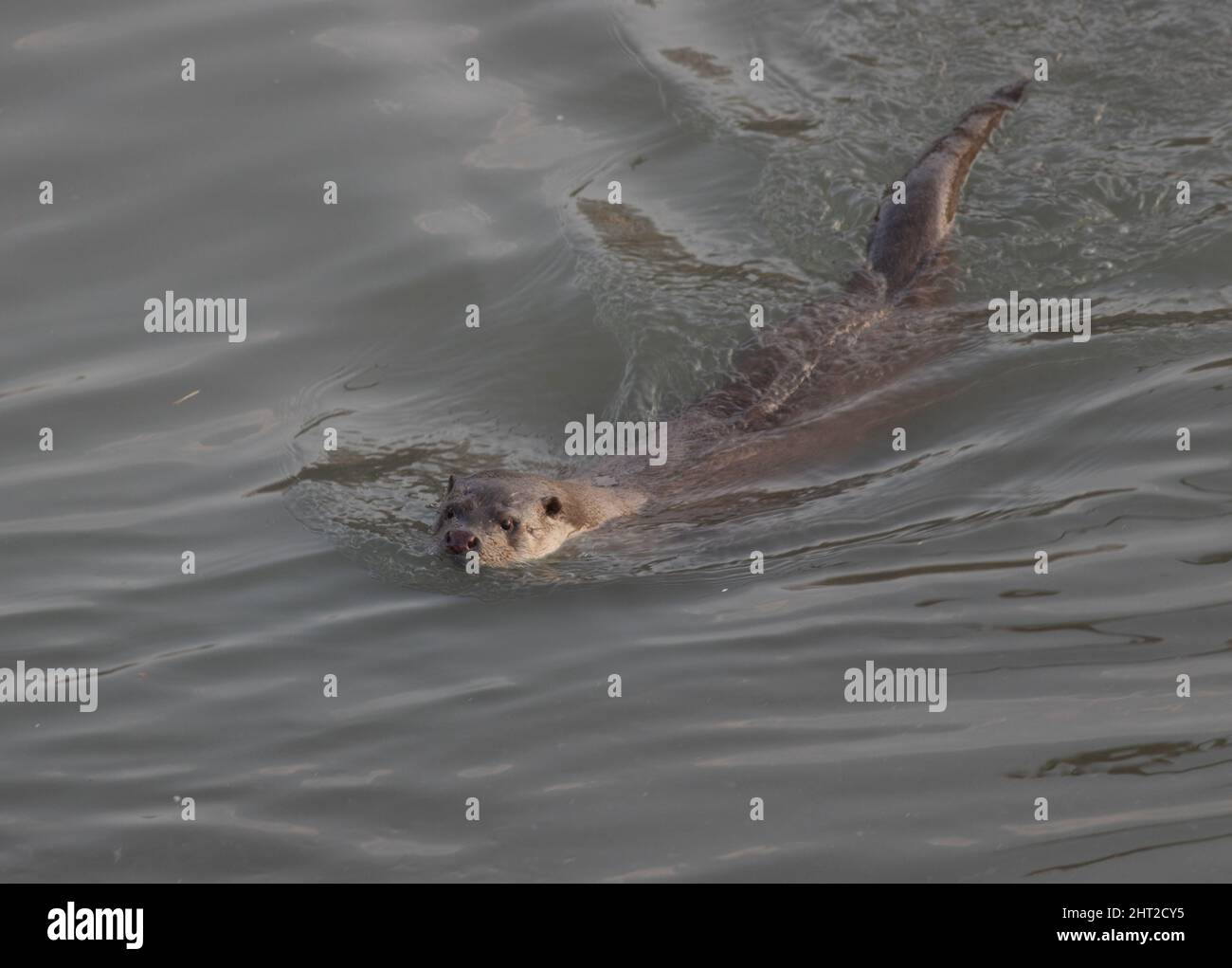 Otter from Georgia Stock Photo