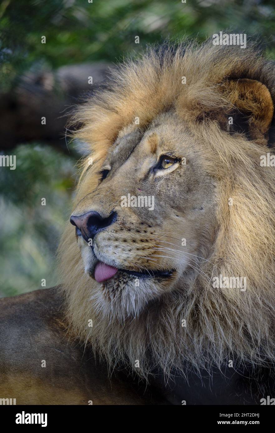 Vertical shot of a lion on a blurred background Stock Photo - Alamy