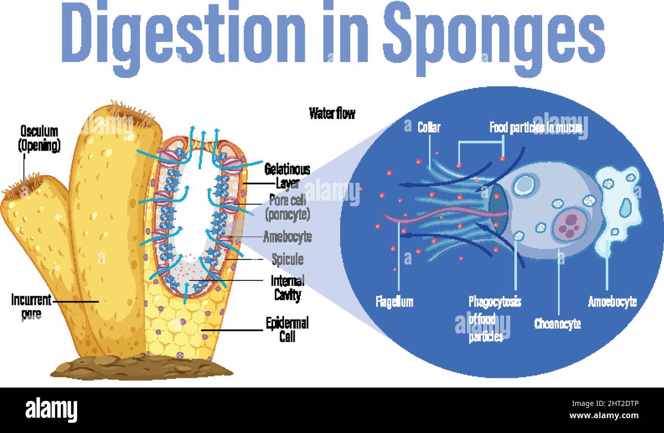 Diagram showing digestion in sponges illustration Stock Vector Image