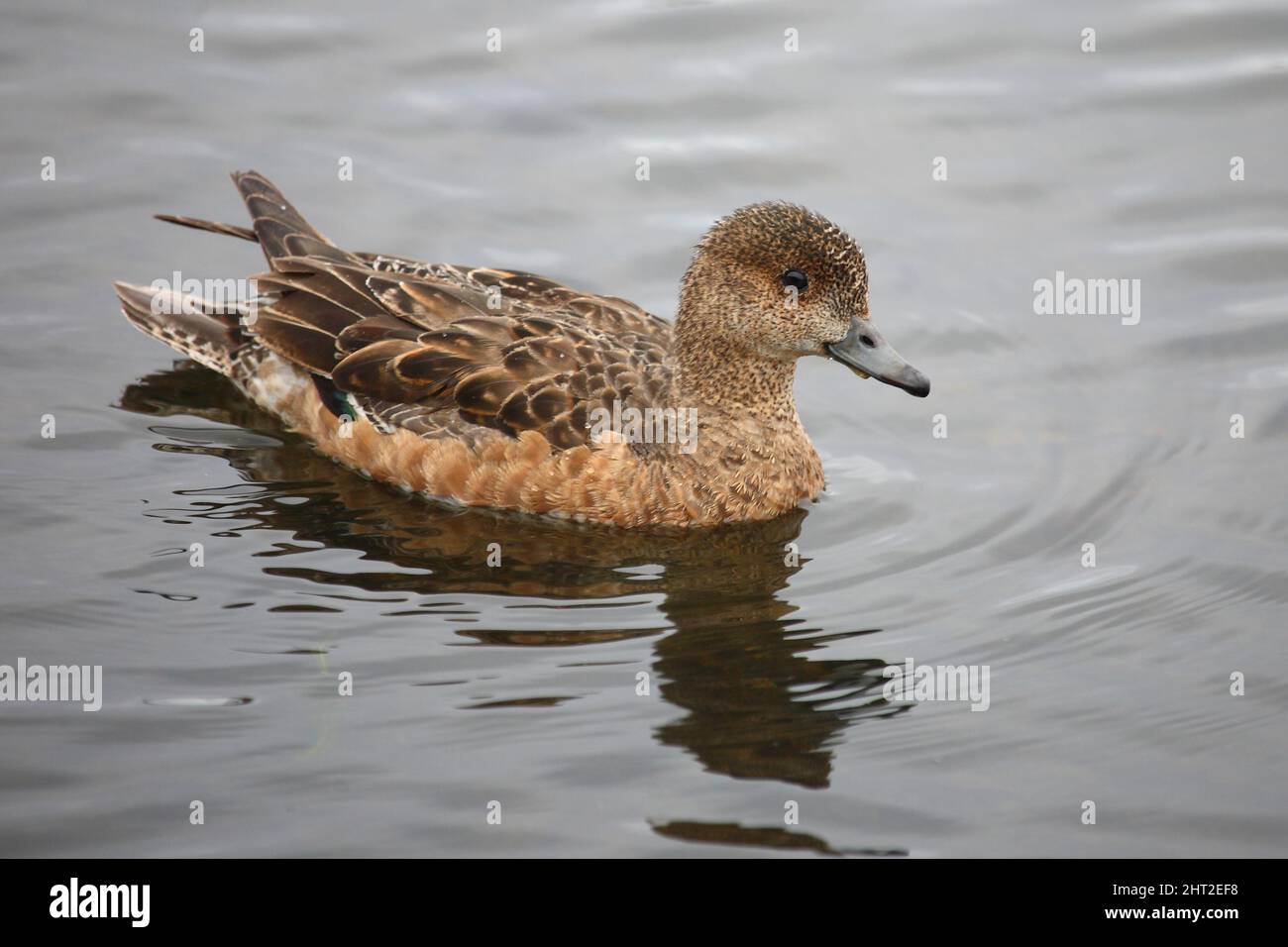 Schnatterente / Gadwall / Mareca strepera Stock Photo