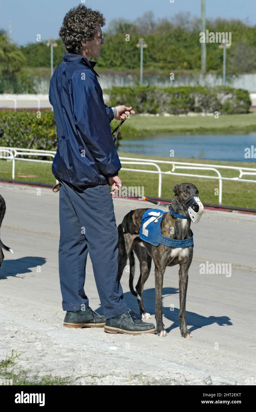 Dog Races in Florida Stock Photo Alamy