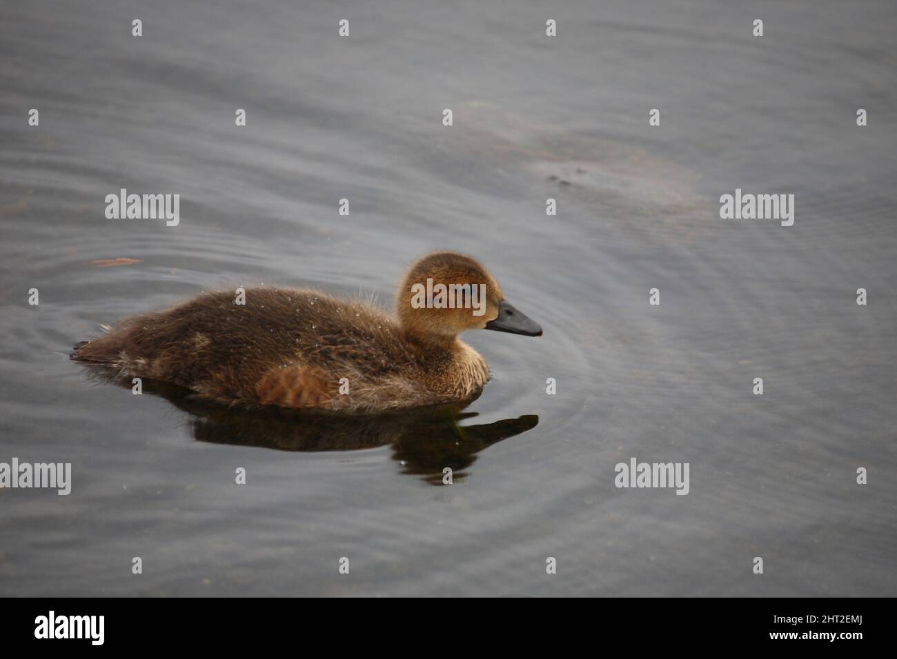 Schnatterente / Gadwall / Mareca strepera Stock Photo