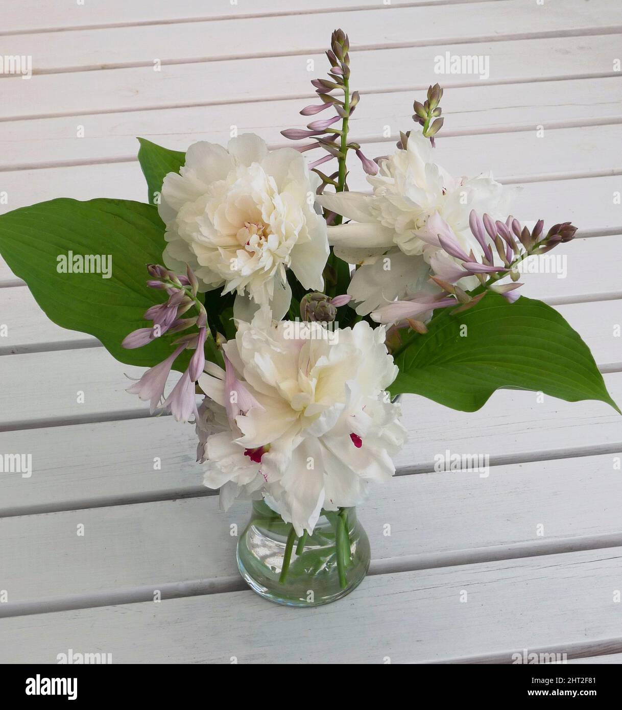 Peony 'Festiva Maxima' and dew function in vase Stock Photo