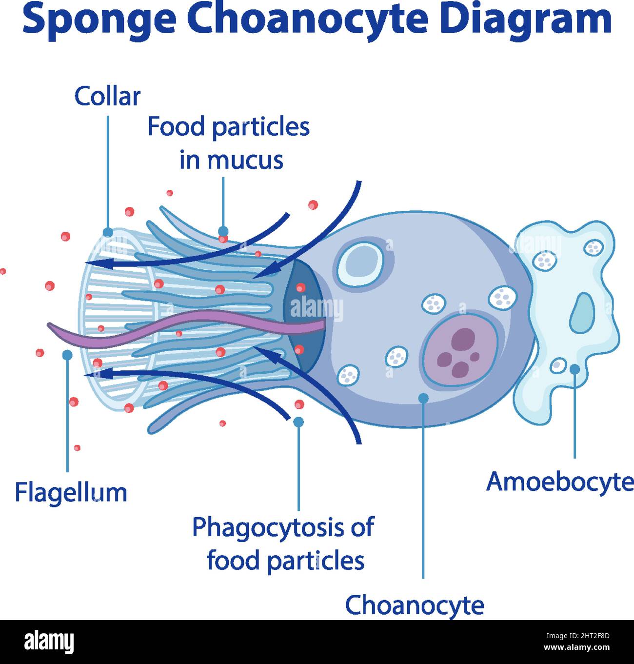 Diagram showing digestion in sponges illustration Stock Vector Image