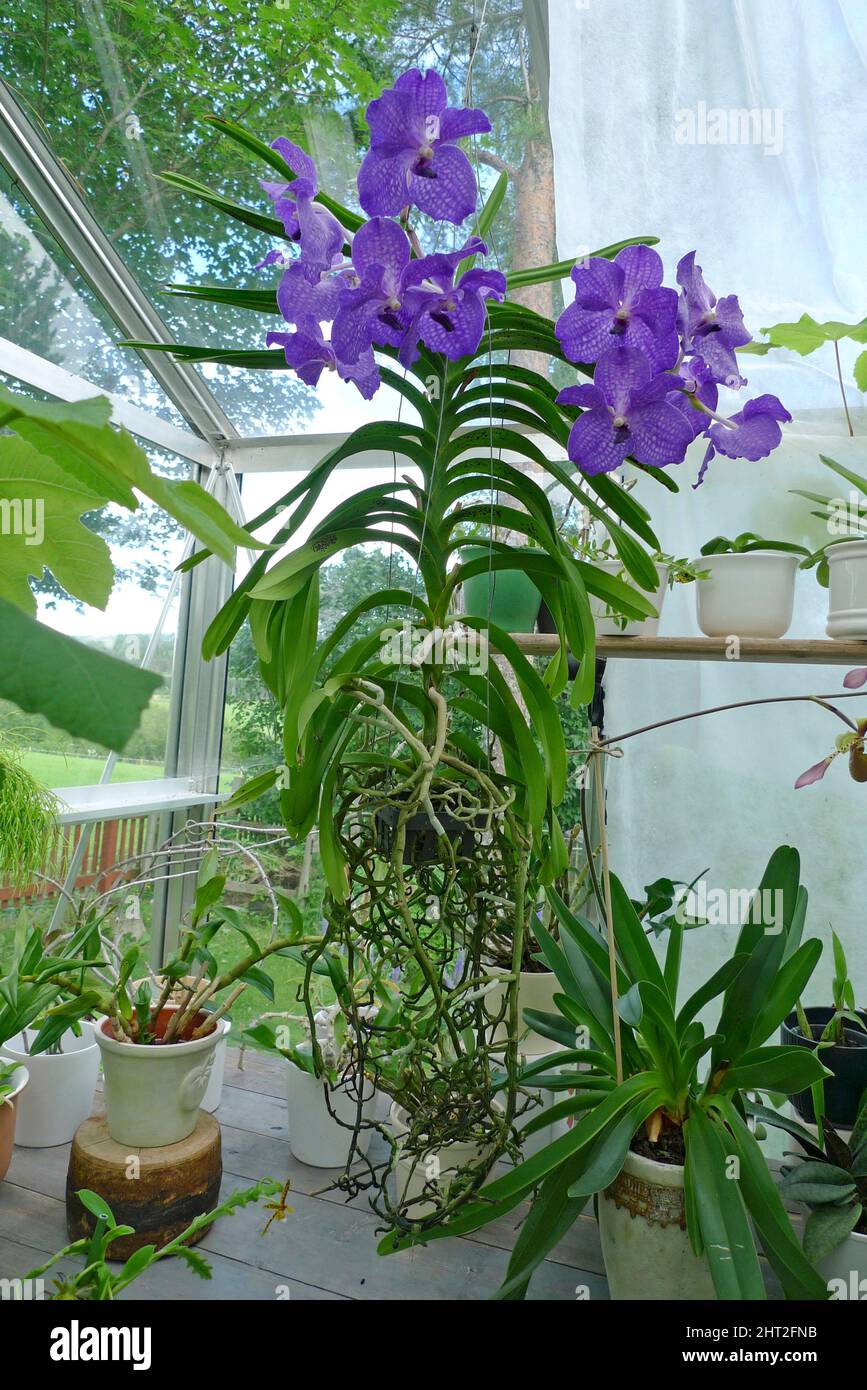 Orchid 'Vanda Blue Magic' Stock Photo