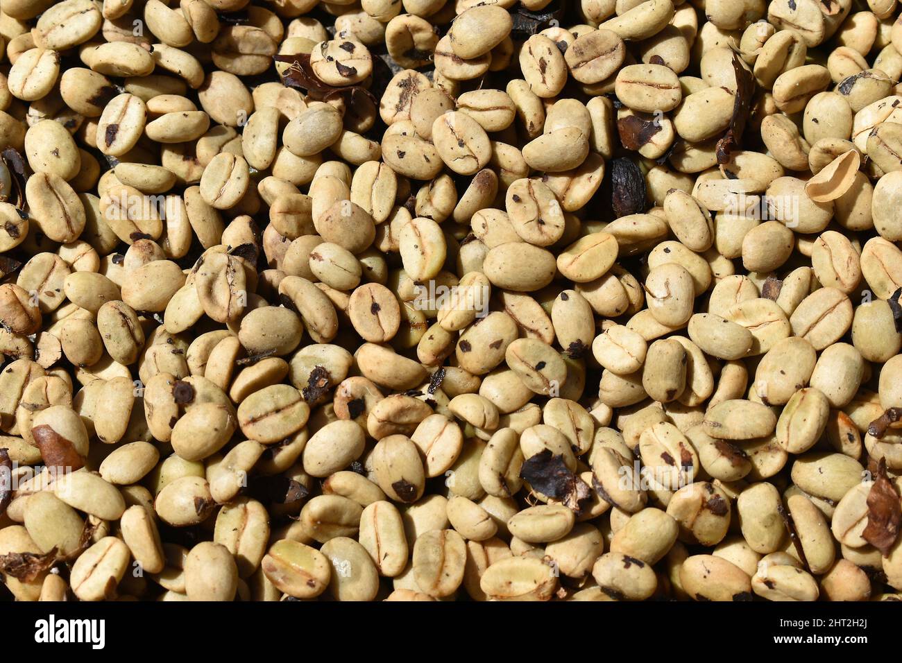 Green coffee beans, before roasting, closeup of natural background