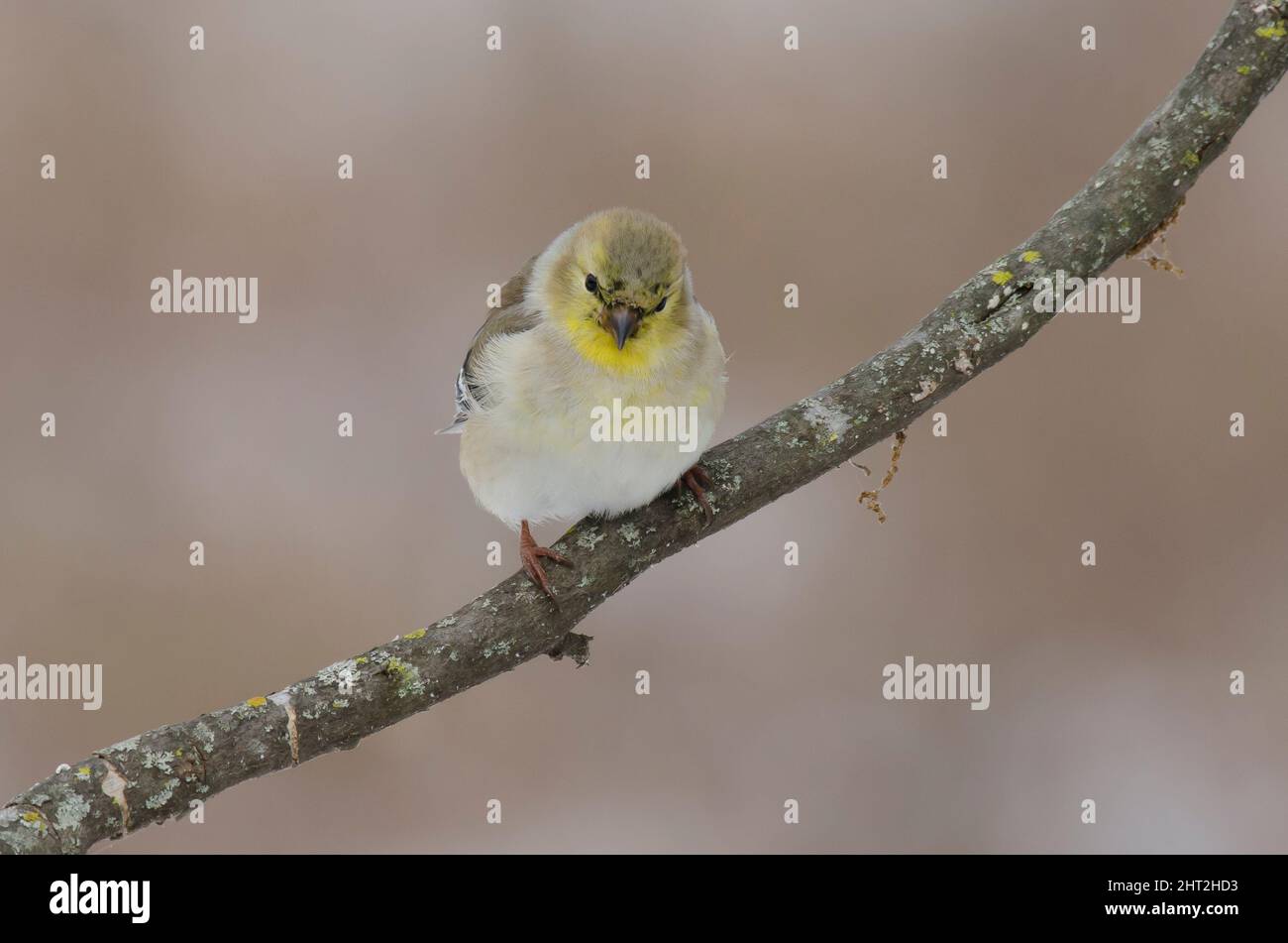 American Goldfinch, Spinus tristis, winter plumage Stock Photo - Alamy