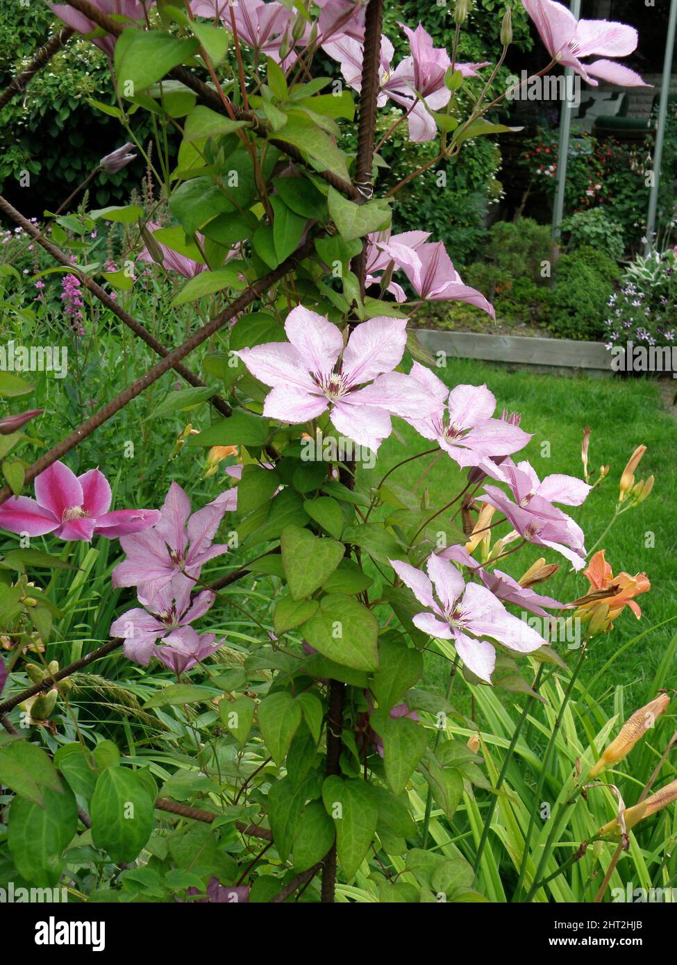 Clematis 'Margareth Hurst' and 'Doctor Ruppel' Stock Photo - Alamy