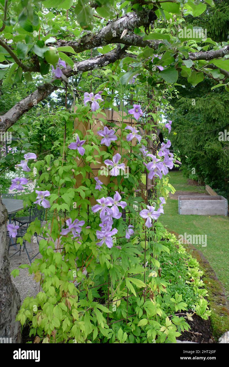 Clematis 'Blue Angel' Stock Photo