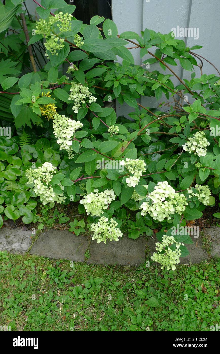 Hydrangea paniculata Stock Photo
