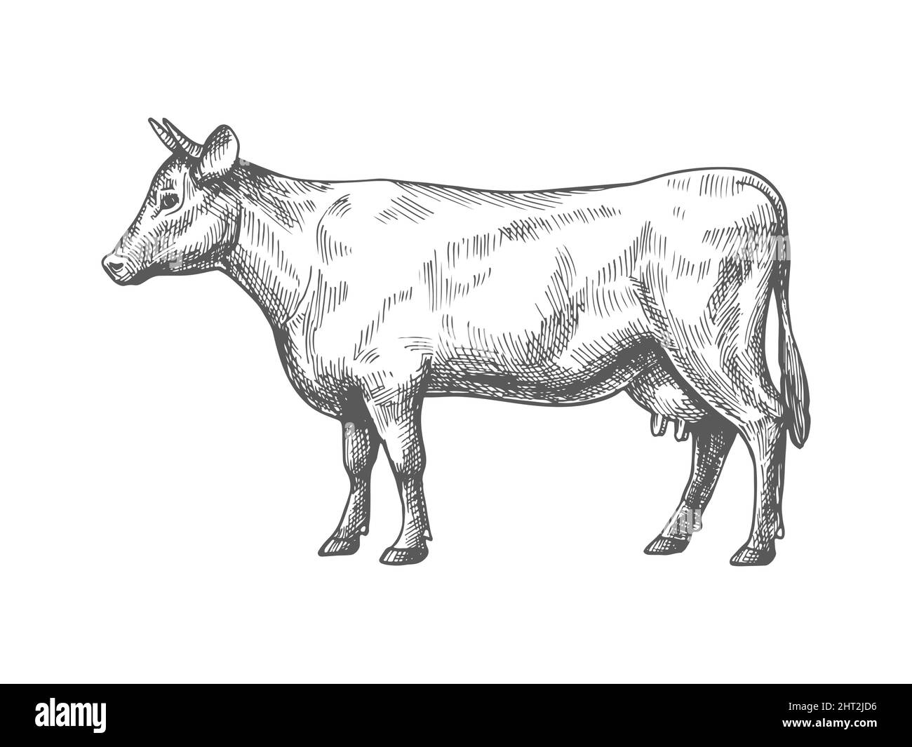 Sketch of a cow. Vector vintage illustration of hand drawn cow sketch isolated on white background. Stock Vector