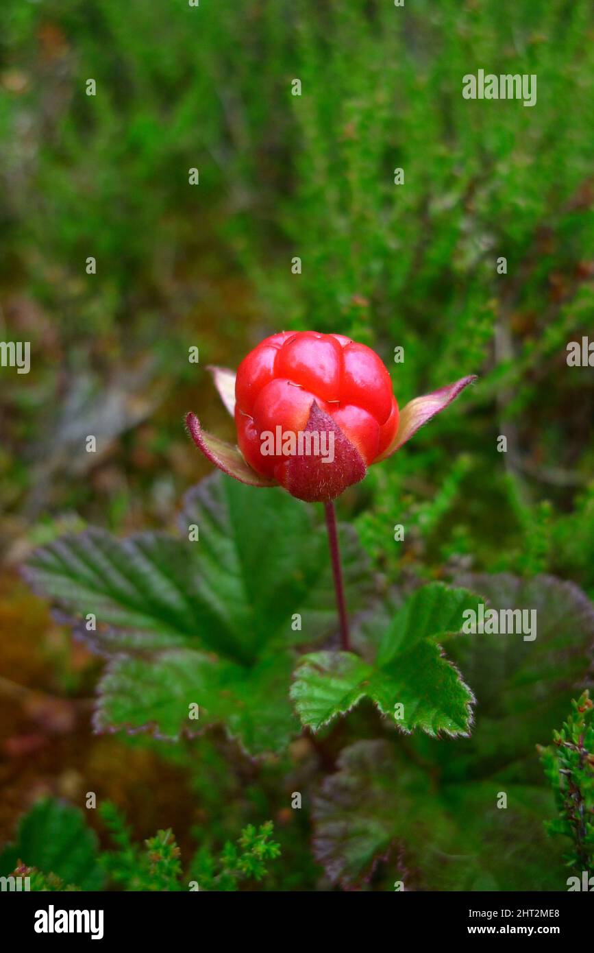 Red cloudberry hi-res stock photography and images - Alamy