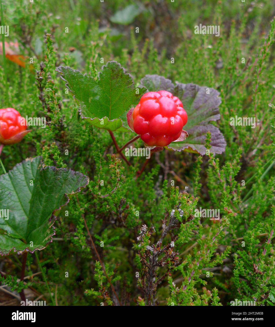 Red cloudberry hi-res stock photography and images - Alamy