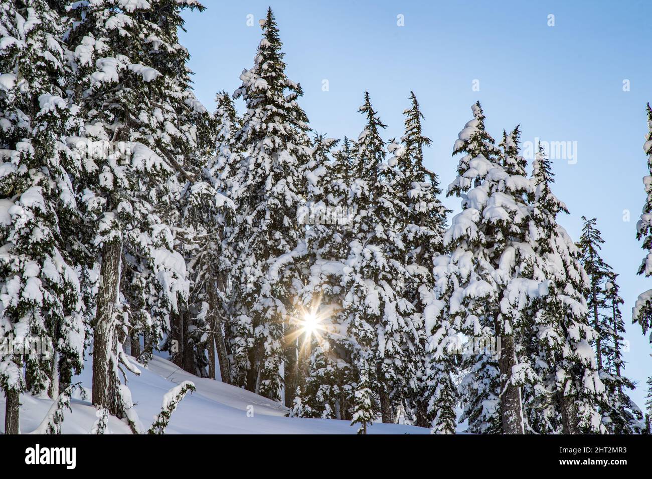 Scenic view of a forest covered in the snow in winter Stock Photo - Alamy