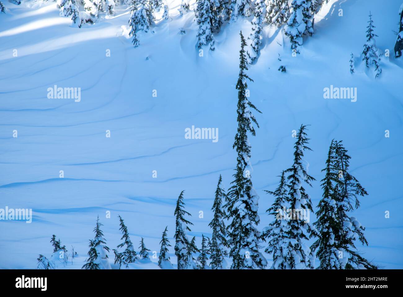 Scenic view of a forest covered in the snow in winter Stock Photo - Alamy