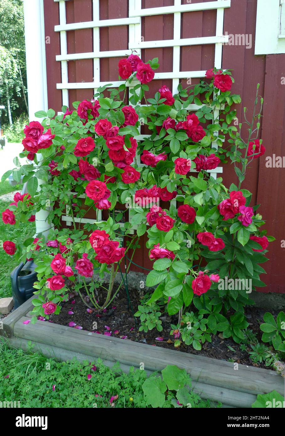 Roses on trellis Stock Photo Alamy