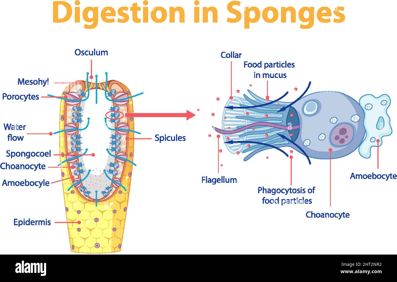Diagram showing digestion in sponges illustration Stock Vector Image