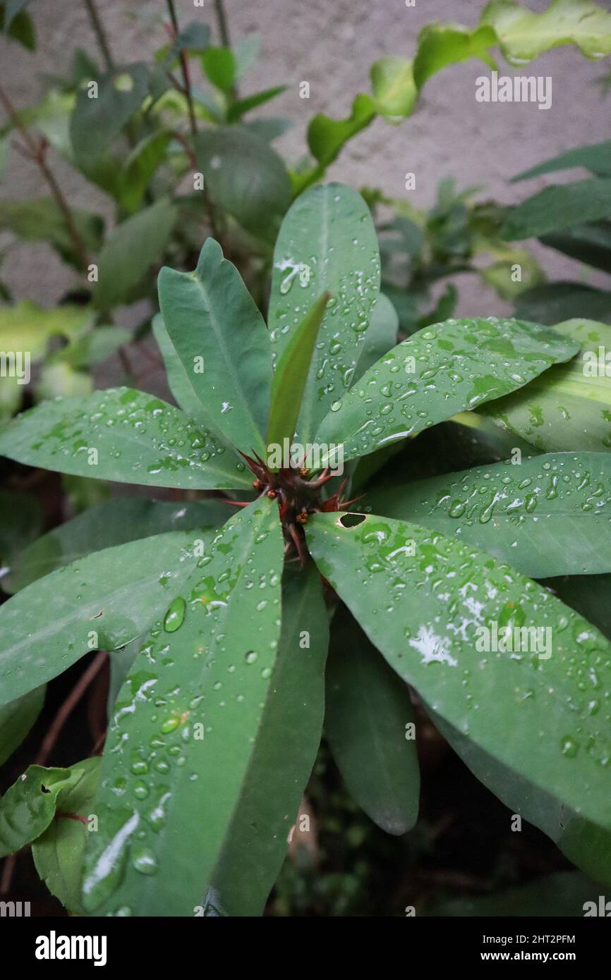 Vertical photo of sweetbay magnolia leaves Stock Photo Alamy