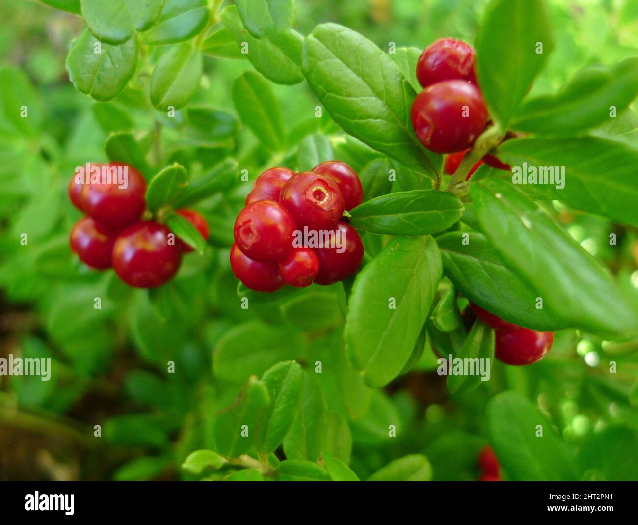 Lingonberries Stock Photo