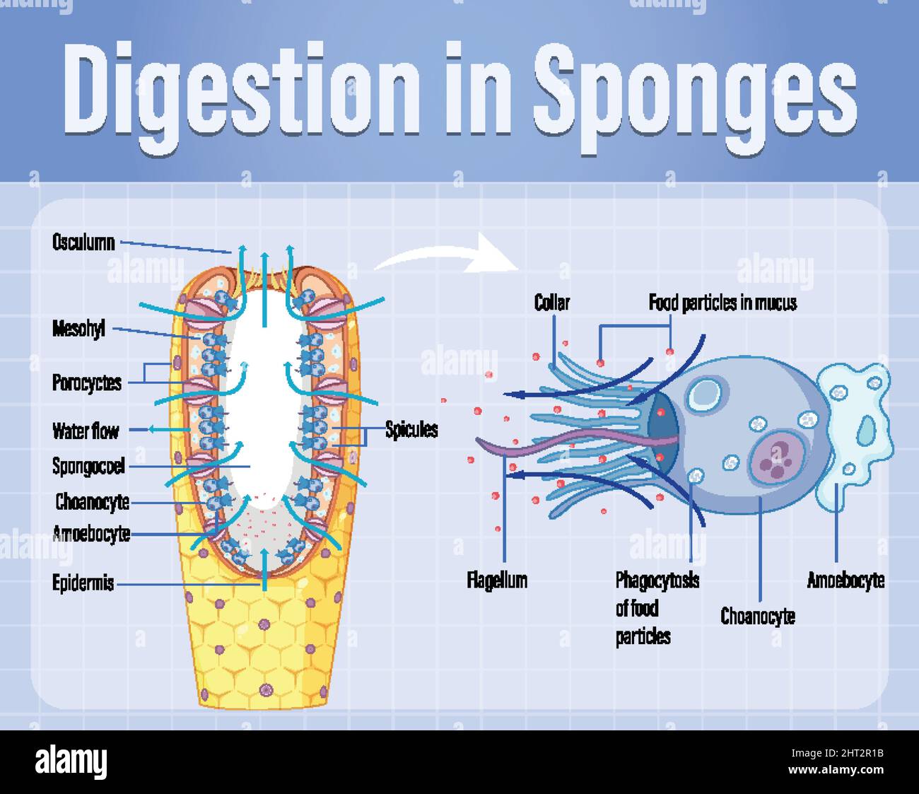 Diagram showing digestion in sponges illustration Stock Vector Image