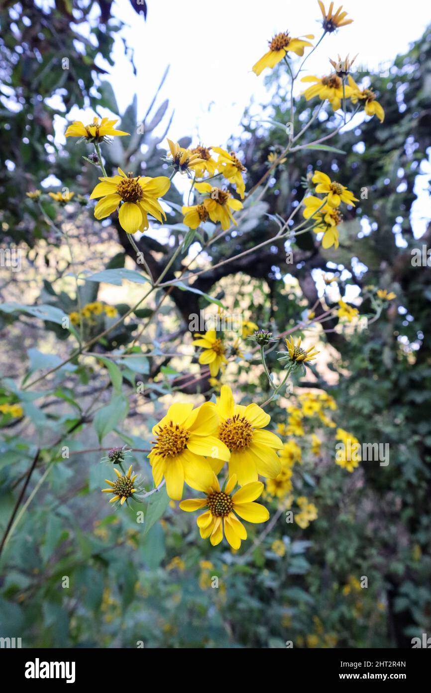 Vertical photo of coreopsis mutica flowers Stock Photo