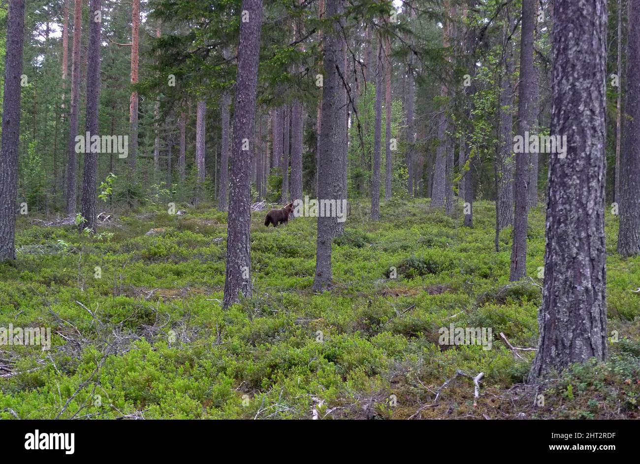 Bear cub in the forest Stock Photo - Alamy