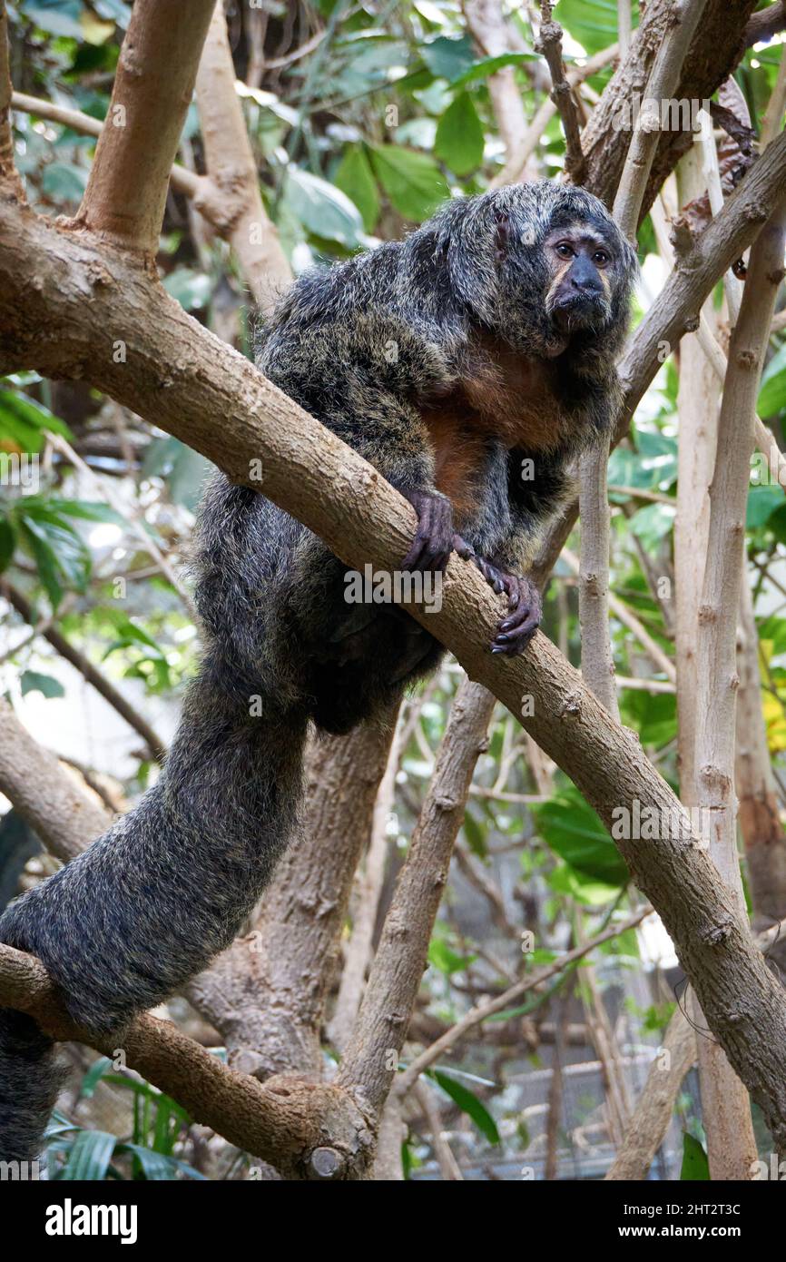 Saki monkey or pithecia on a tree branch Stock Photo - Alamy