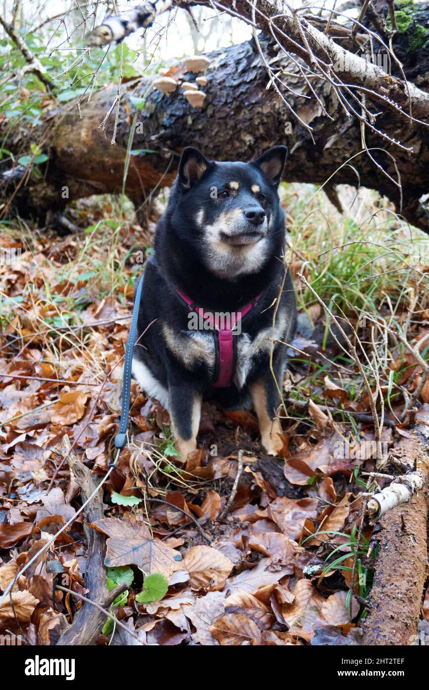 Adorable Shiba Inu with a leash in an autumn forest Stock Photo - Alamy