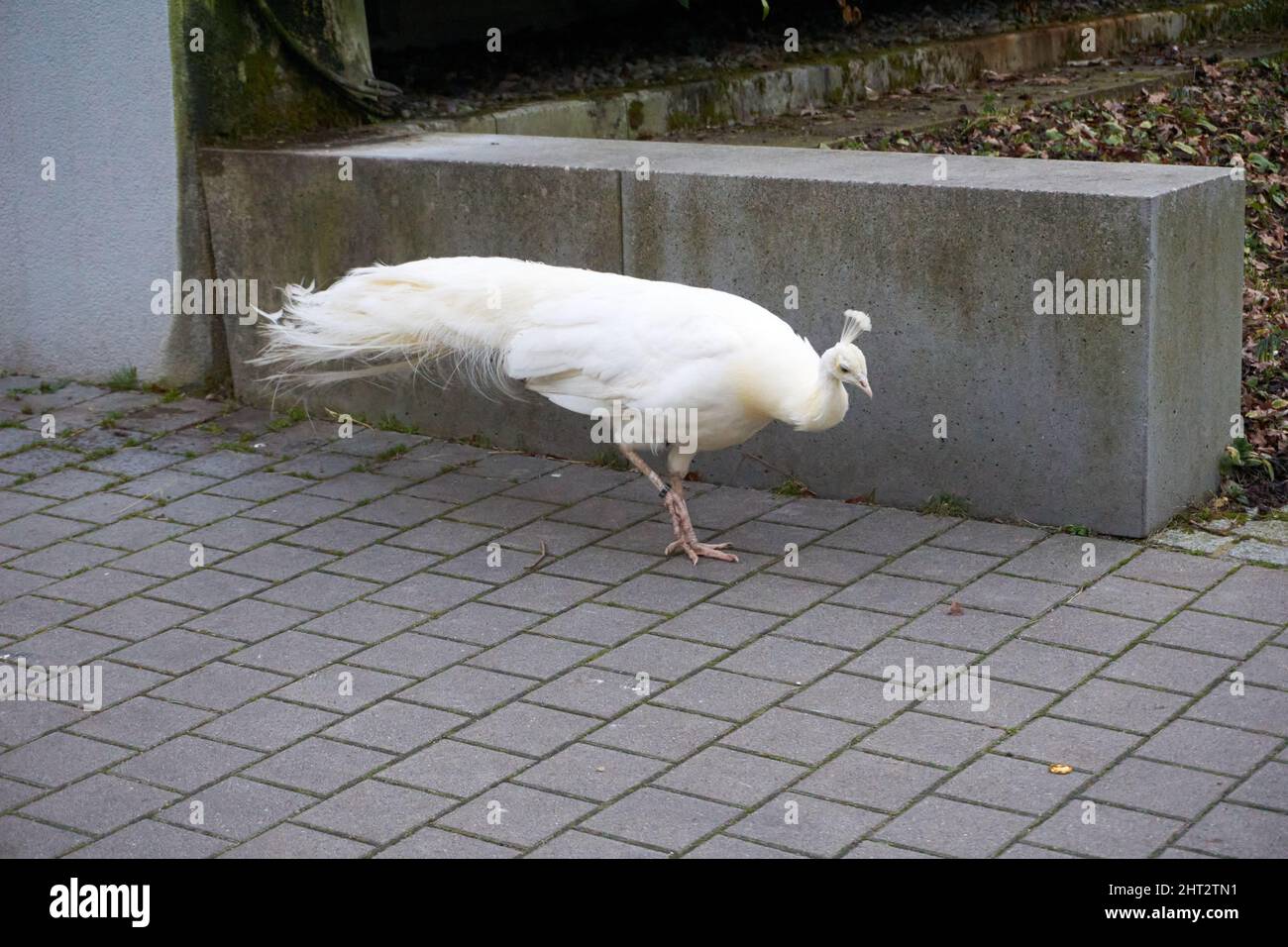 Rare white peacock in the park Stock Photo - Alamy