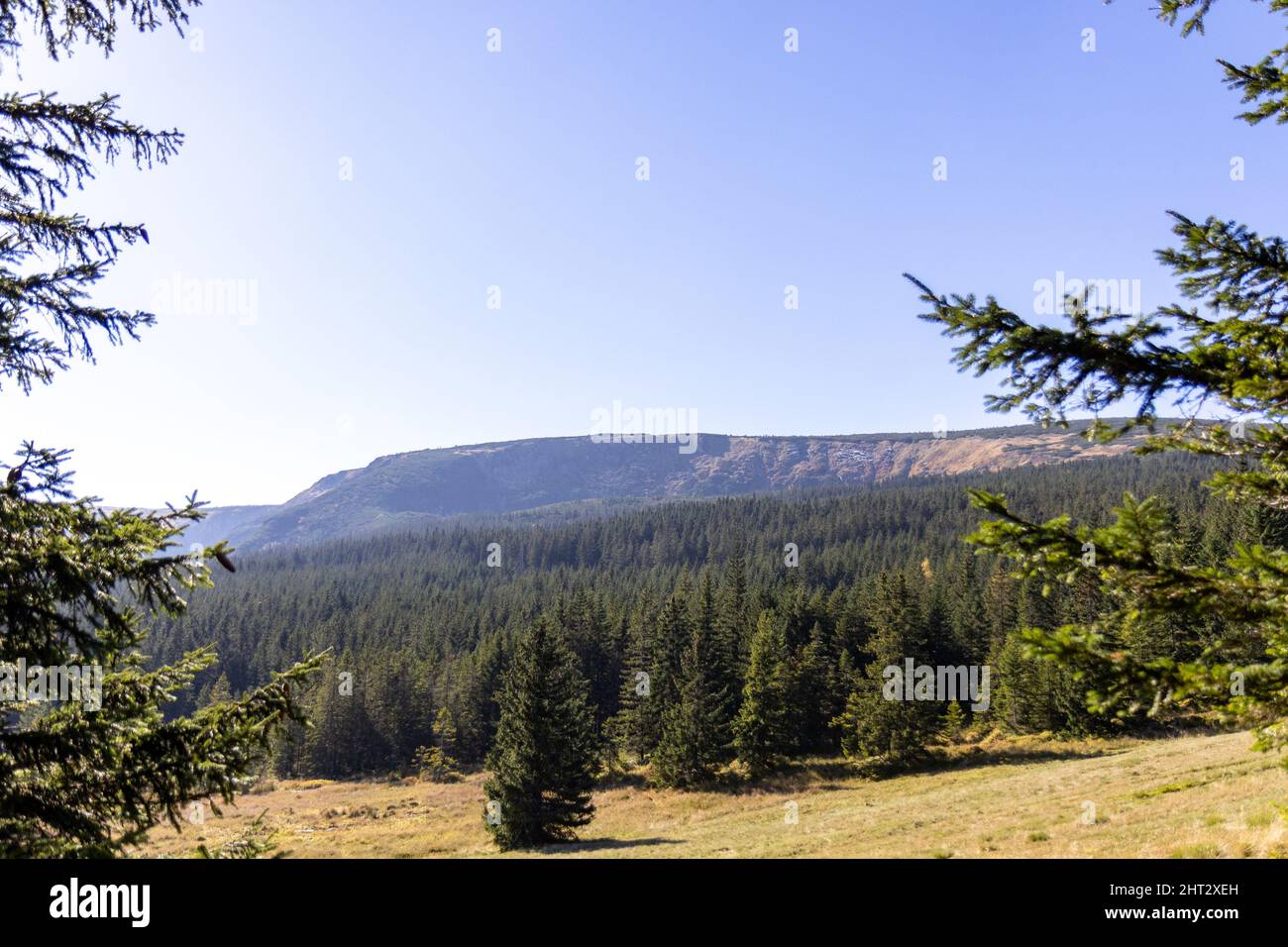Aerial shot of hills covered in pine forests under blue sky Stock Photo ...