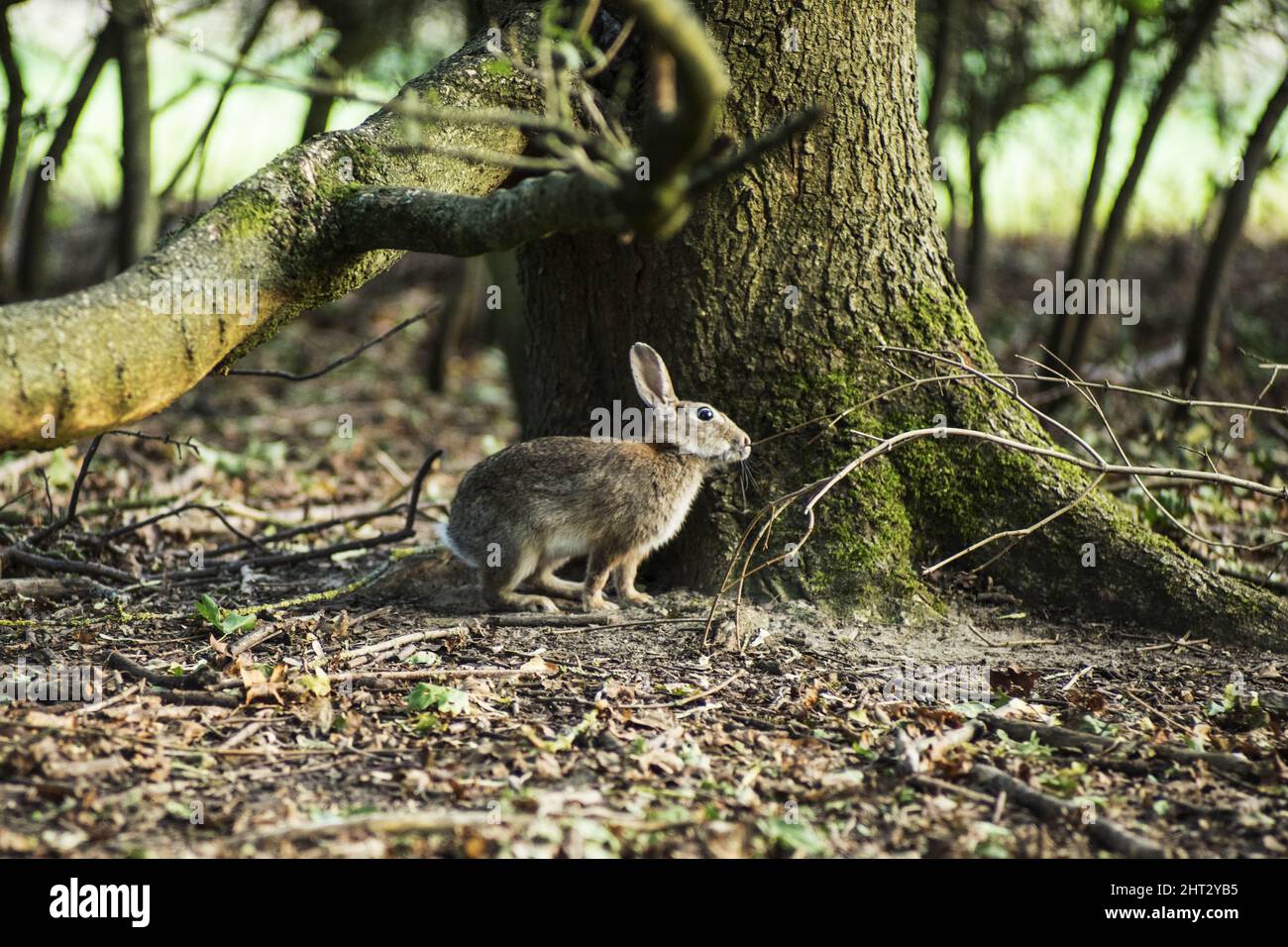Closeup shot of a wild rabbit Stock Photo - Alamy