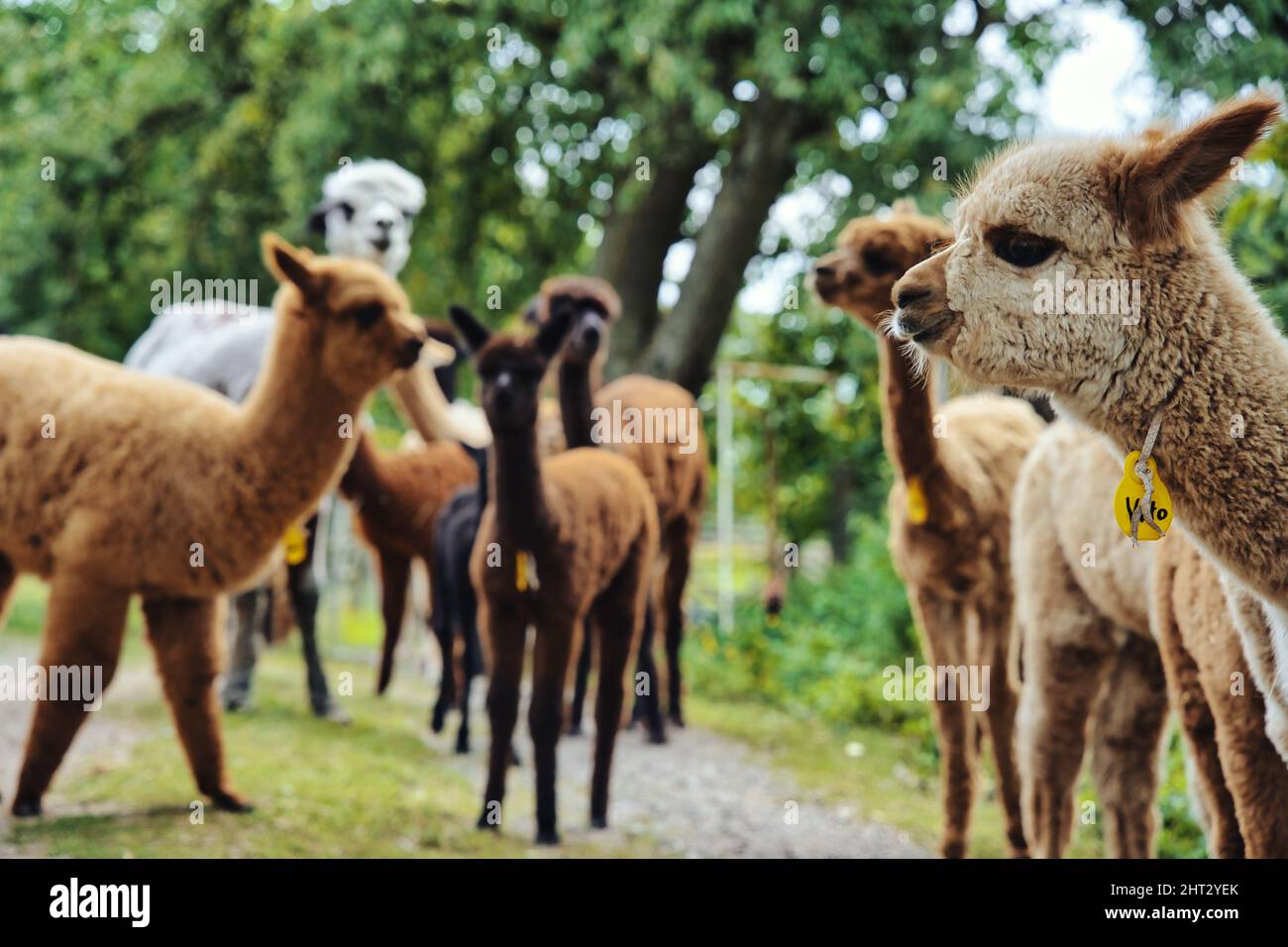 Closeup of a group of llamas with a blur background Stock Photo Alamy