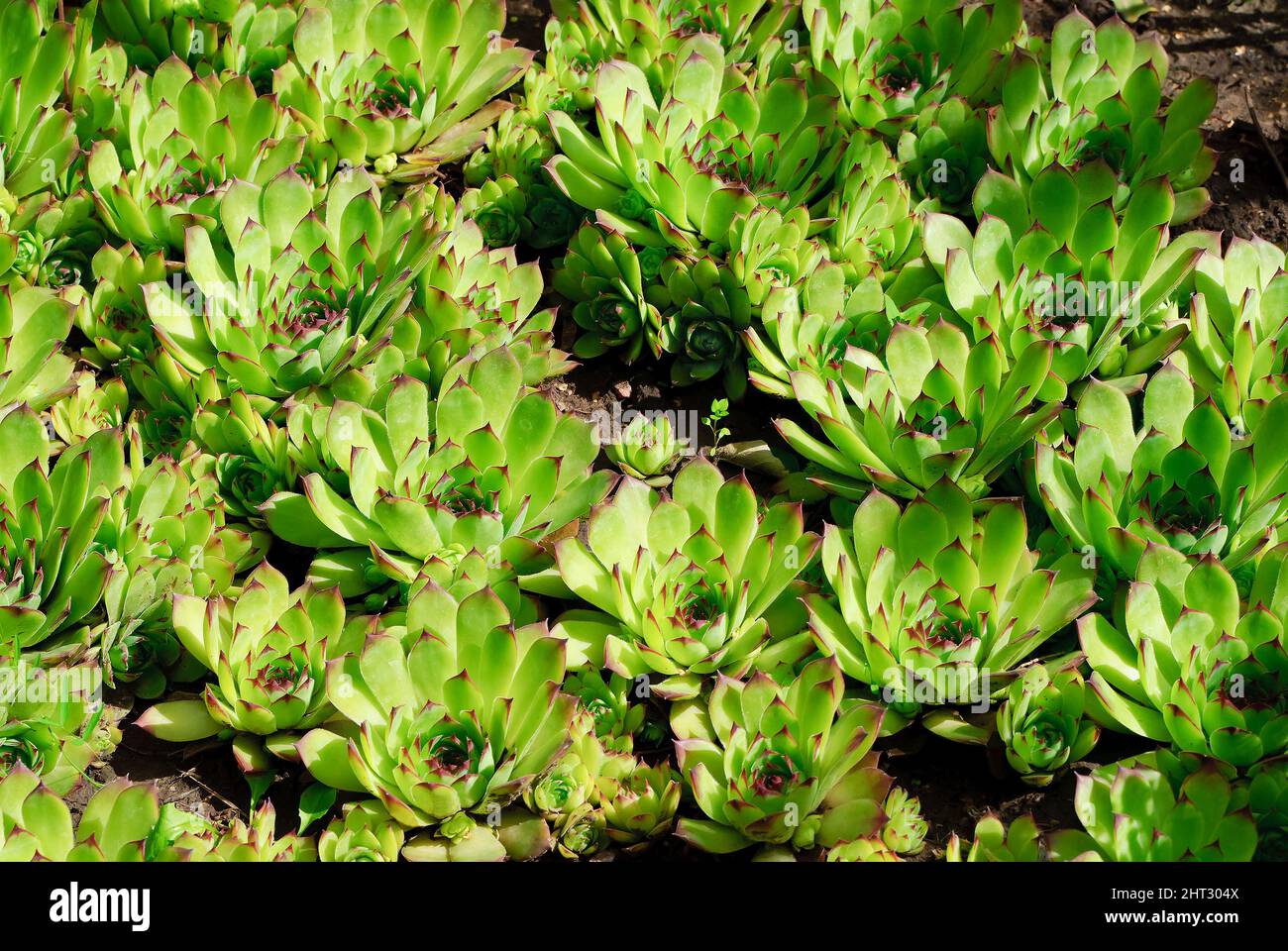 Saxifraga.  Molodilo roofing (Sempervivum tectorum ) Stock Photo
