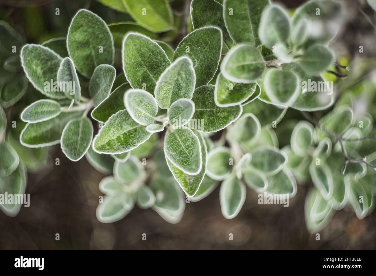 A closeup shot of brachyglottis plant Stock Photo