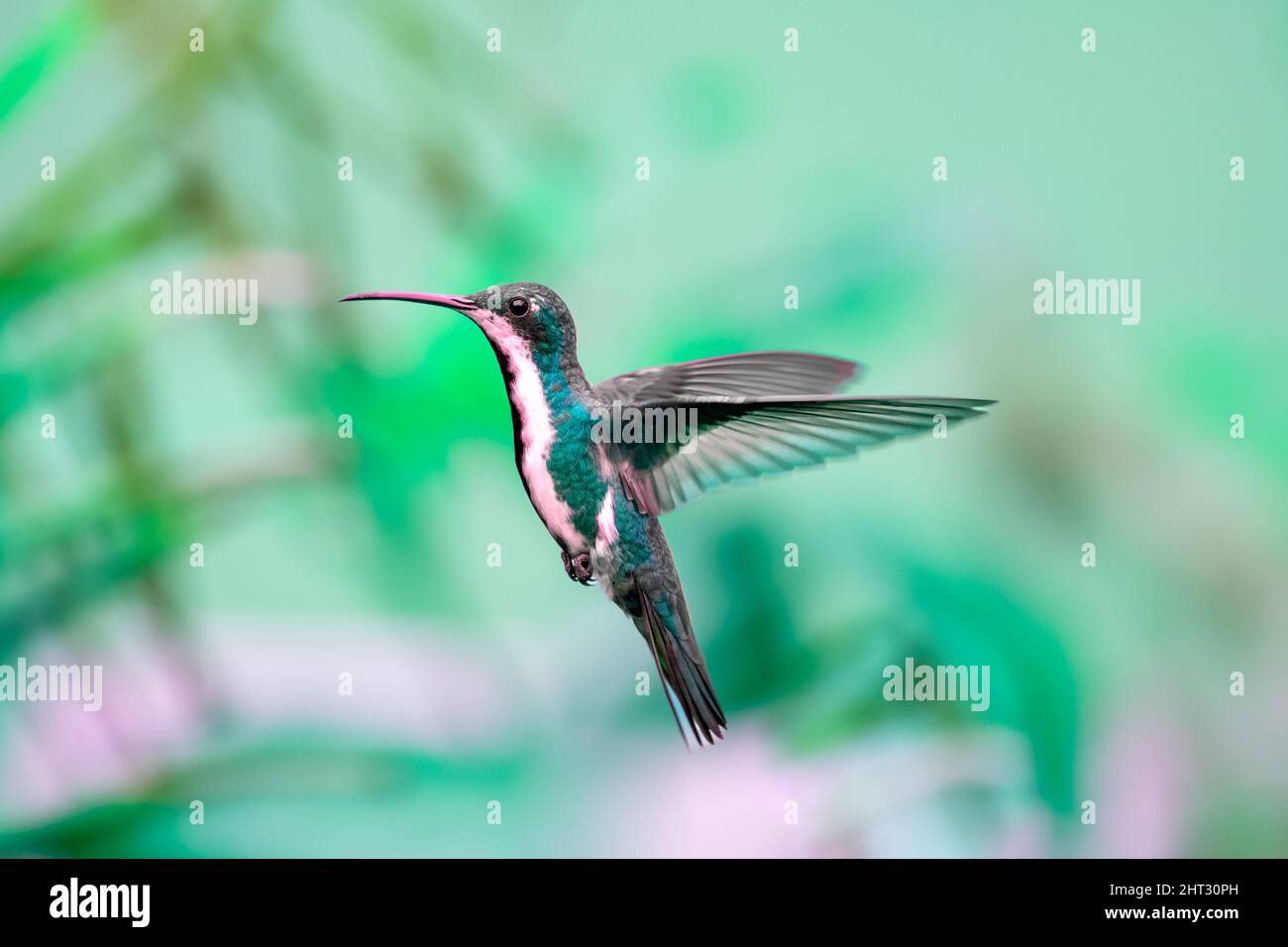 Female Black-throated Mango hummingbird, anthracothorax nigricollis, with green tint and a green background caught in flight, in motion. Stock Photo