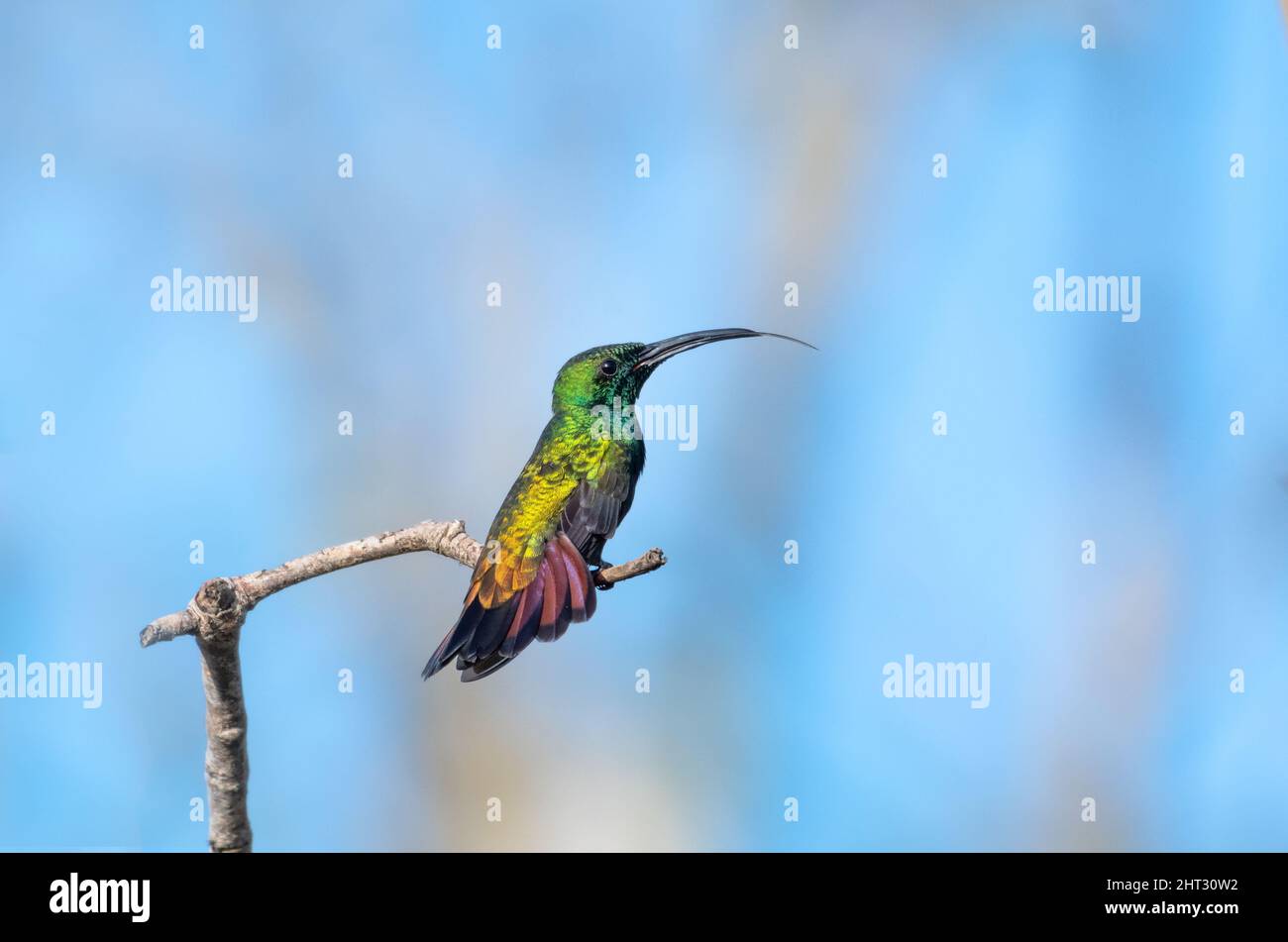 Male Green-throated Mango hummingbird, Anthracothorax viridigula,  perched and resting in dry branches with his tongue out and flaring his pink tail Stock Photo