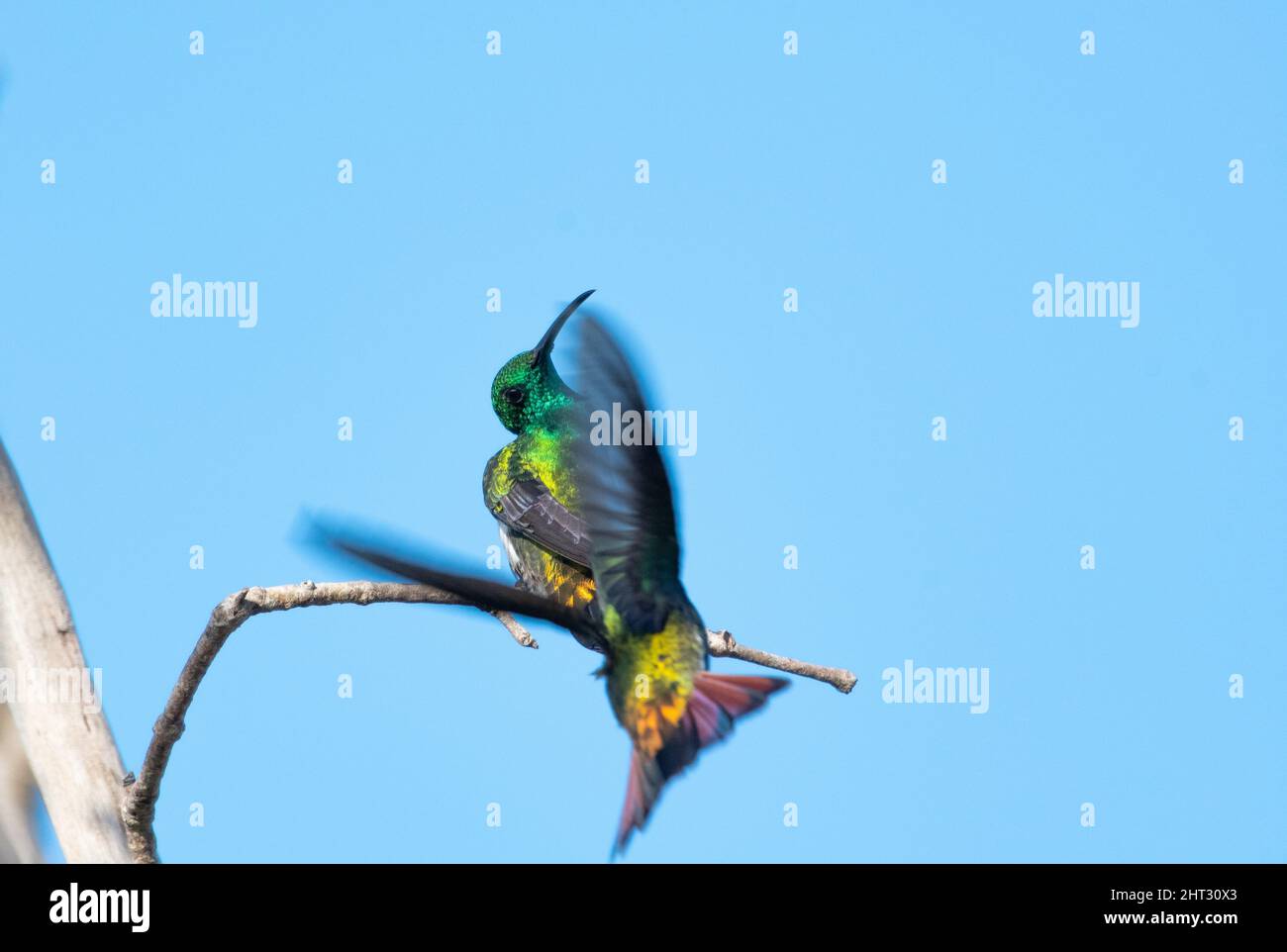 Two Green-throated Mango hummingbirds, Anthracothorax viridigula, fighting over a perch, one defending from another flying in. Stock Photo