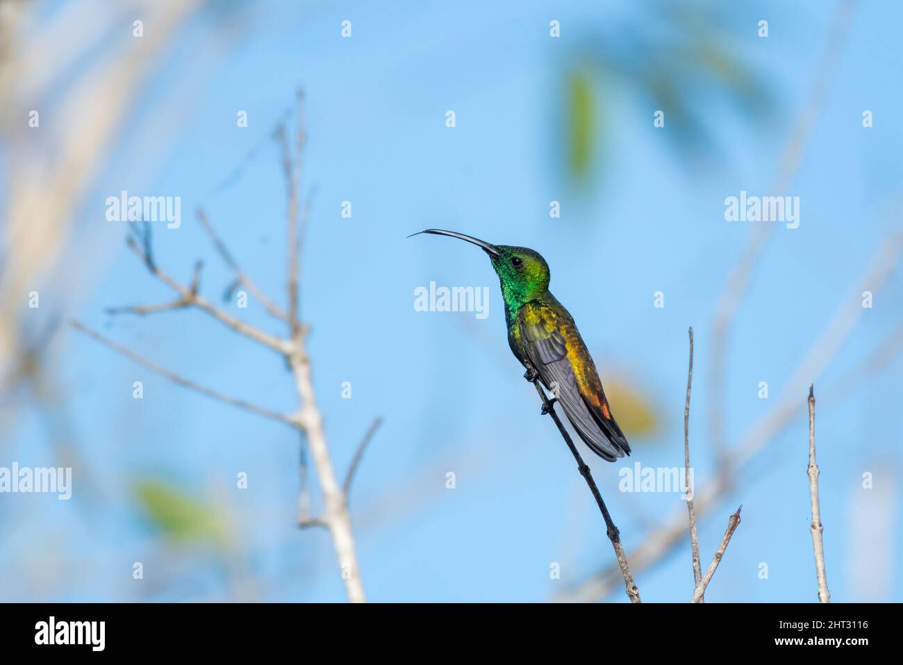Male Green-throated Mango hummingbird, Anthracothorax viridigula,  perched and resting in dry branches with his tongue out. Stock Photo