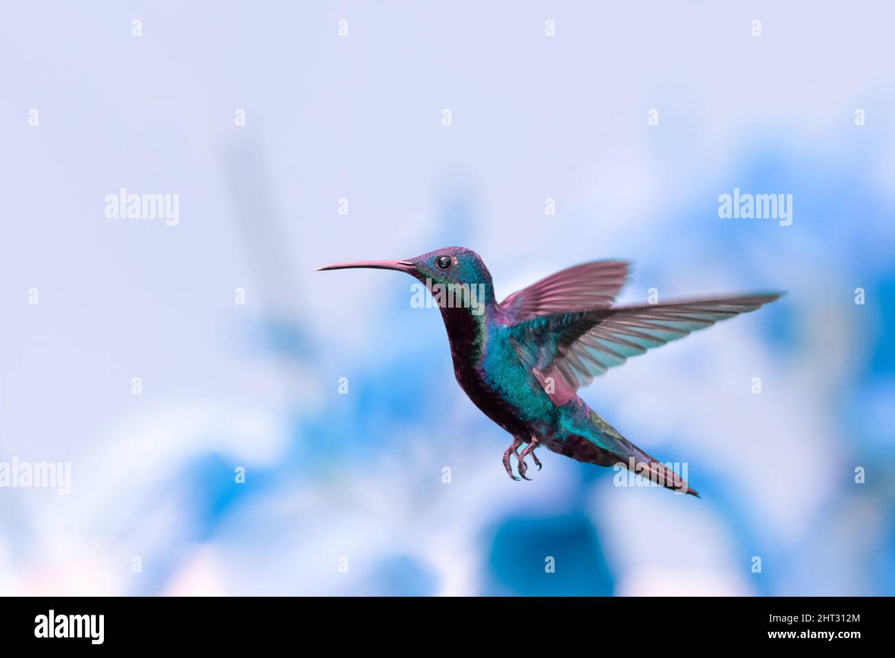 Male Black-throated Mango hummingbird, Anthracothorax Nigricollis, blue toned and a blue background hovering in the air. Stock Photo
