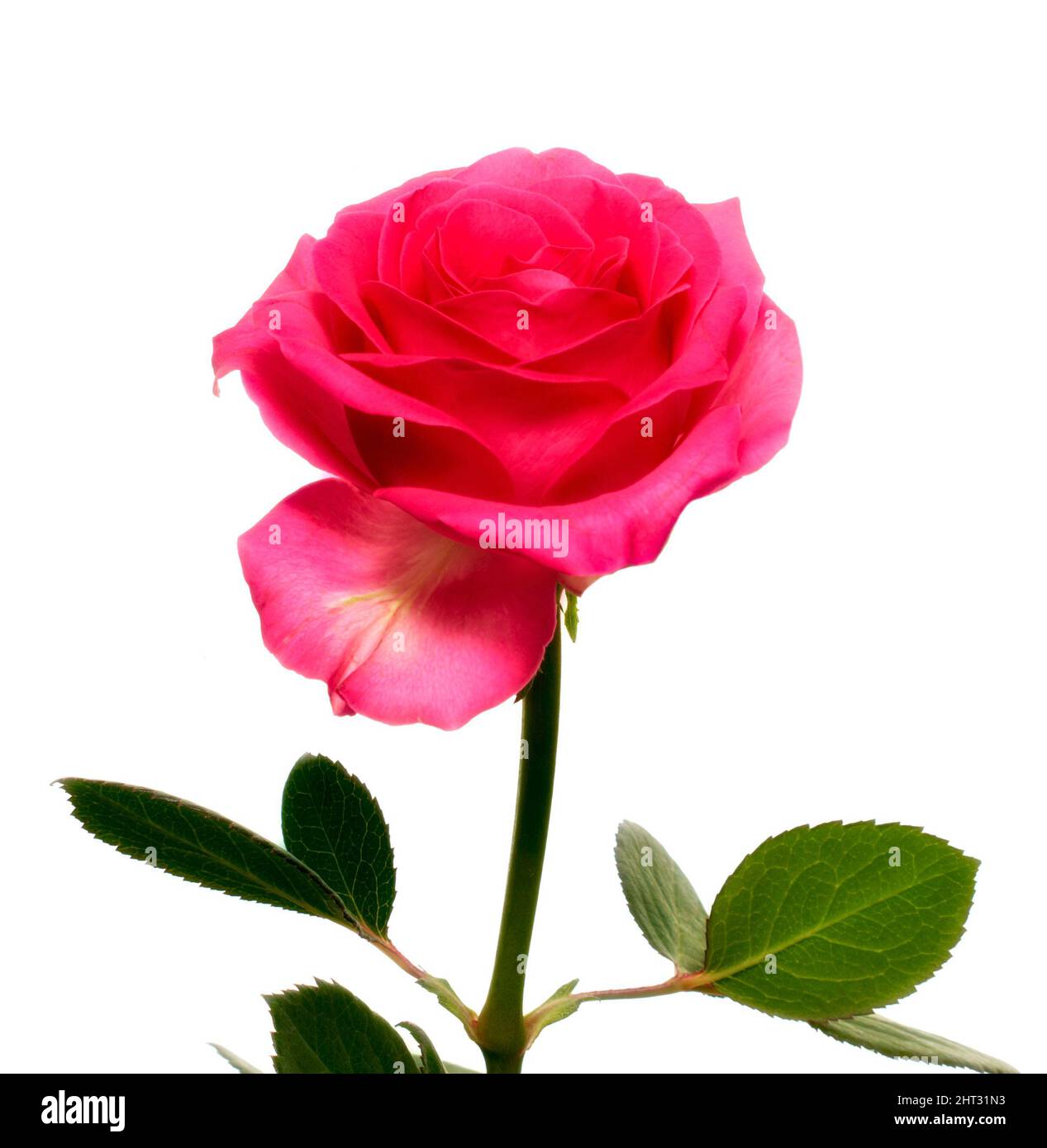 The rose. A photo of a beautiful rose. Stock Photo