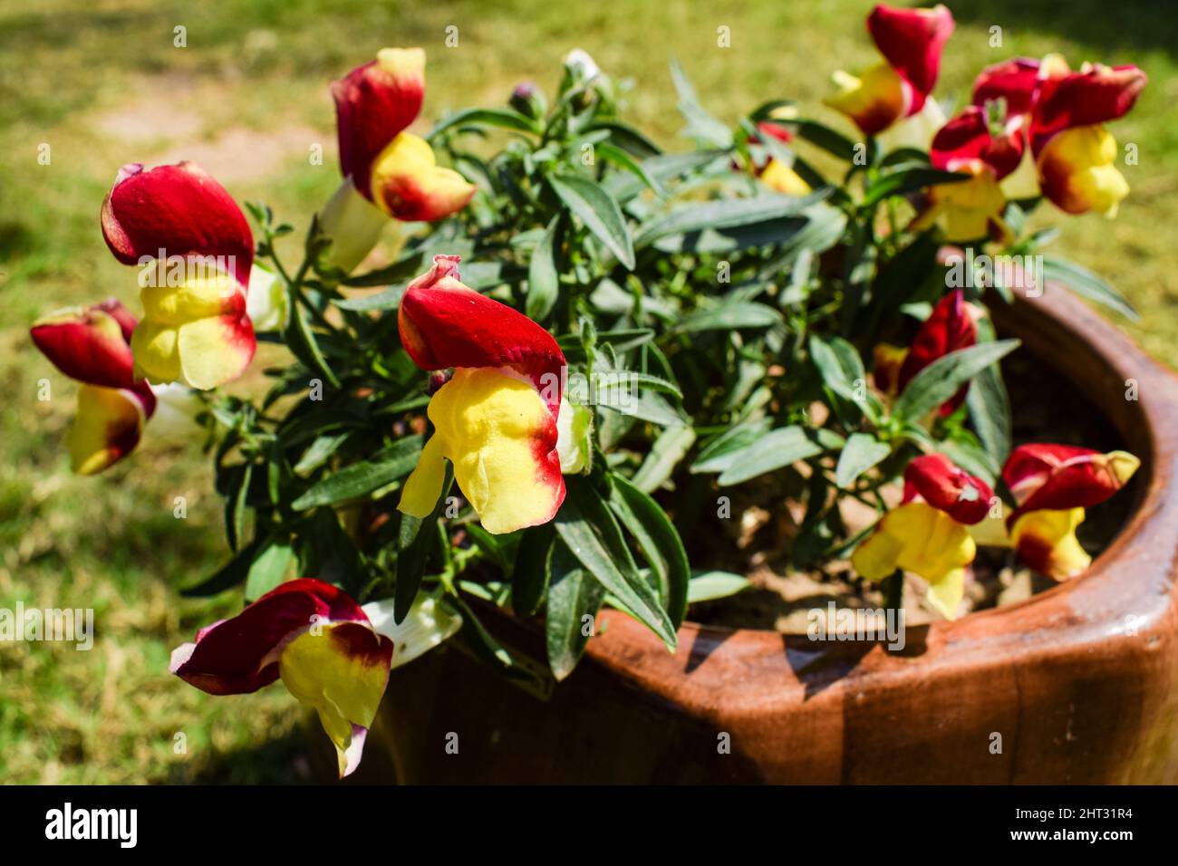 Antirrhinum majus floral showers flowers. Red and yellow bicolor flowers bunch blooming Stock Photo