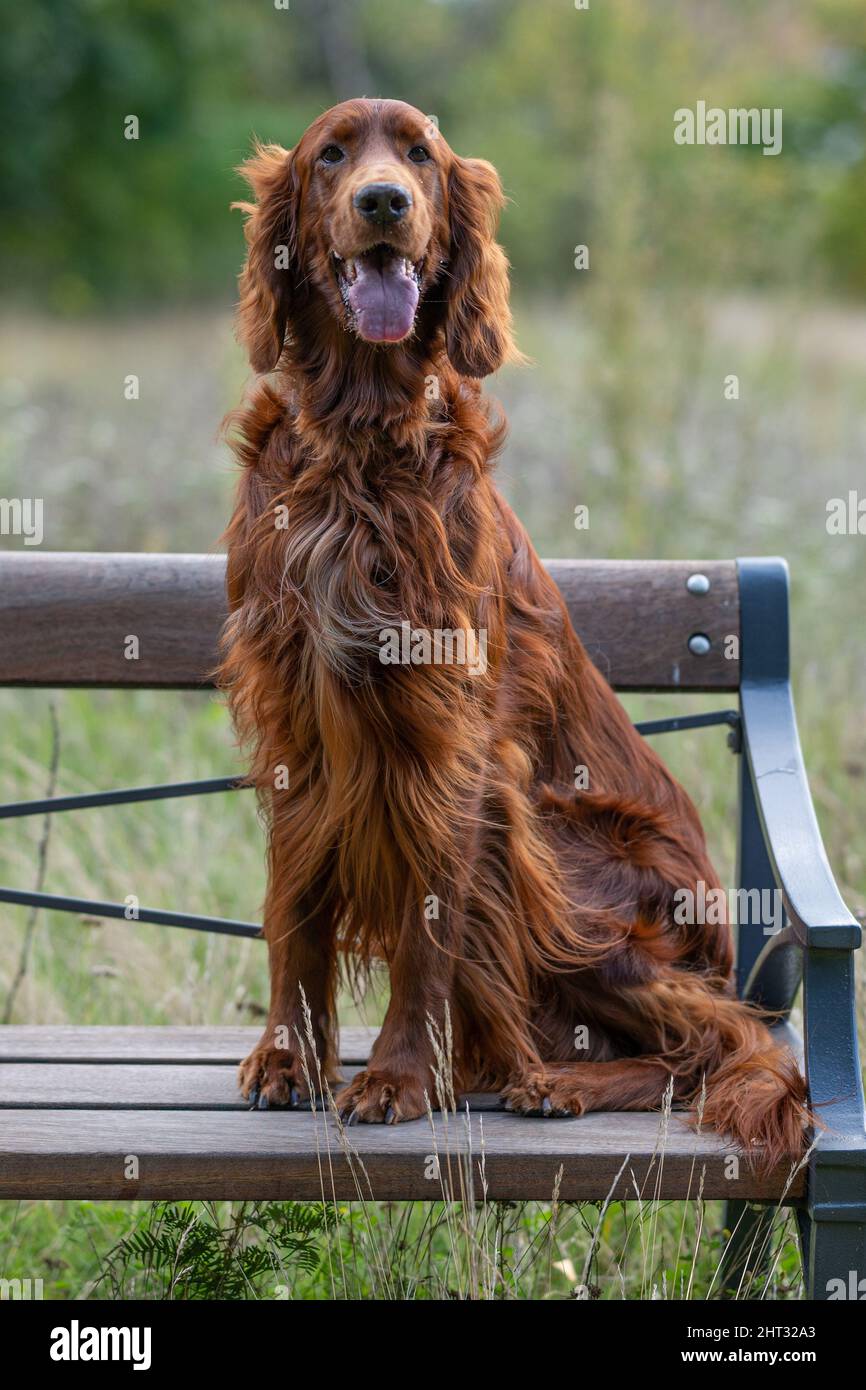 Vertical portrait of an Irish Red Setter standing on a wooden bench