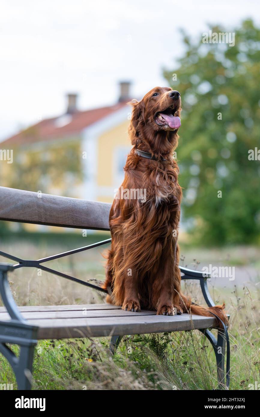 Vertical portrait of an Irish Red Setter standing on a wooden bench
