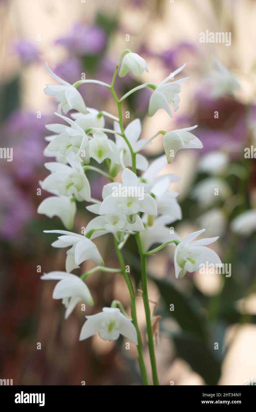 Dendrobium kingianum or white rock orchid.  The American Orchid Society Stock Photo