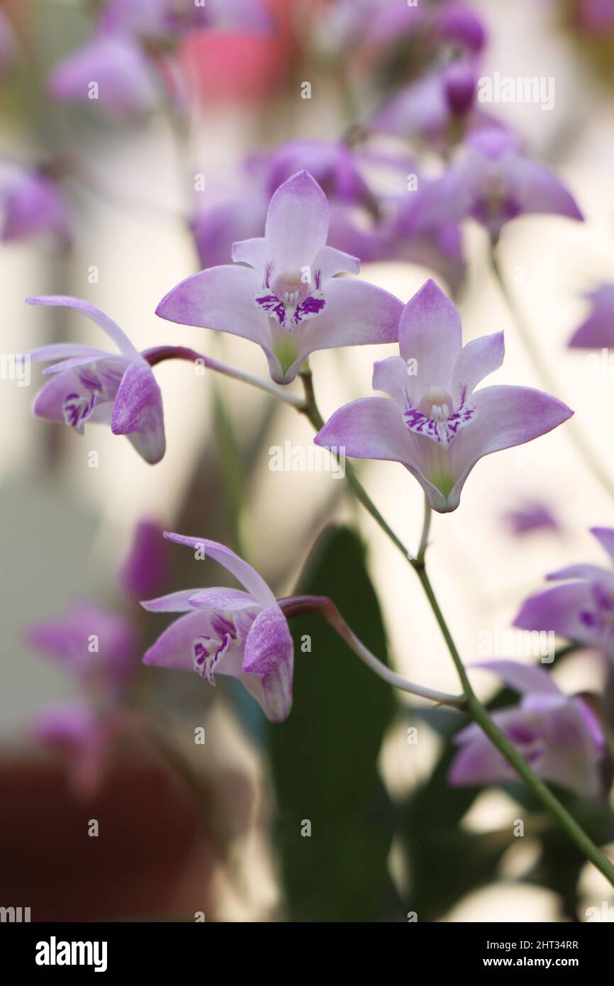 Dendrobium kingianum or pink rock orchid.  The American Orchid Society Stock Photo