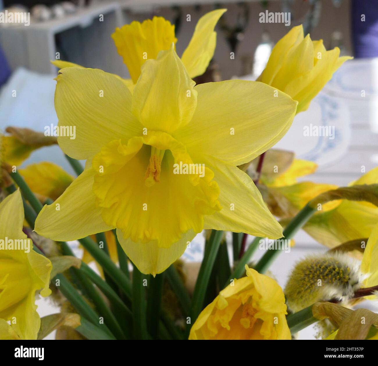 Easter daffodils hires stock photography and images Alamy