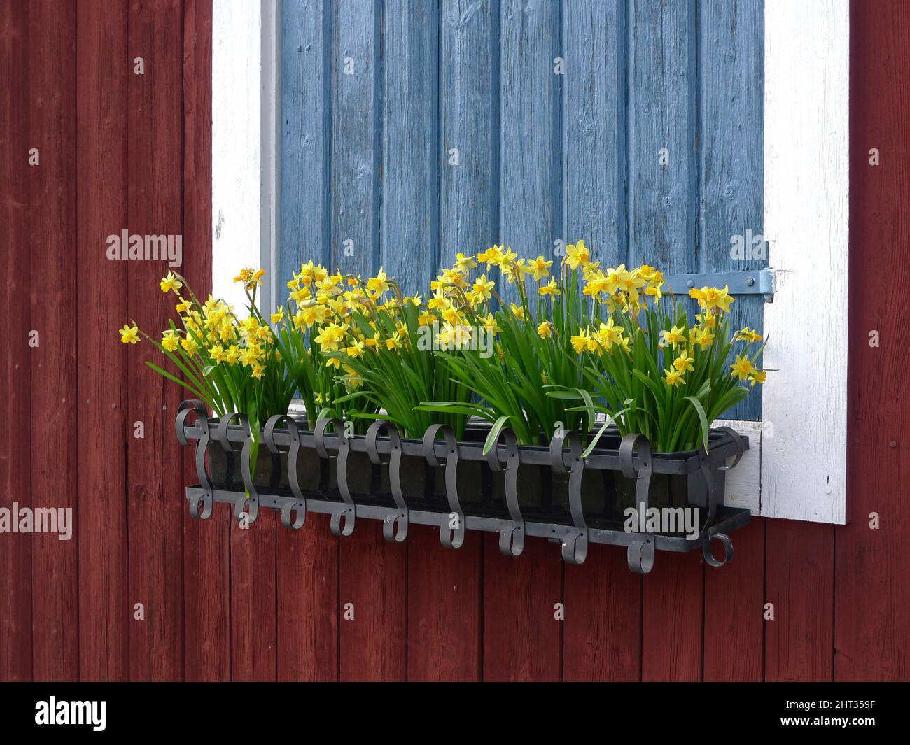 Easter daffodils in flower box Stock Photo Alamy