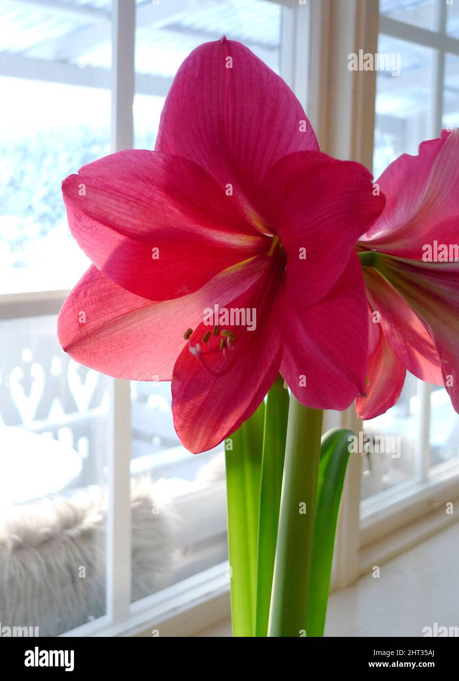 Red onion plants hi-res stock photography and images - Alamy